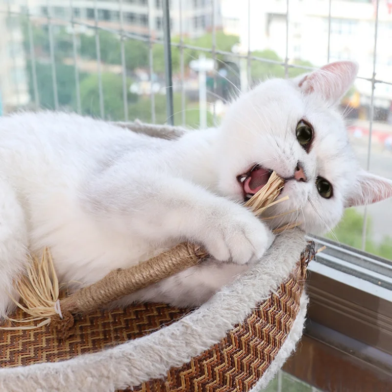Dentinho Cat - Image 2